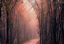 无缘联手梅西，罗马诺：C罗短期合同加盟迈阿密国际简直“胡扯”.